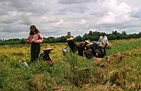 Reisbauern